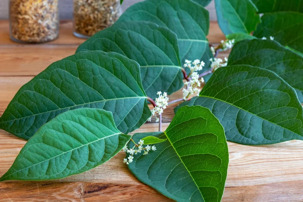Resveratrol v japonskem dresniku